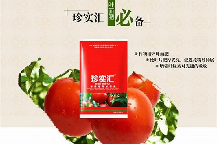西红柿挂果期打什么叶面肥长的快？西红柿膨大期用哪些肥料好？