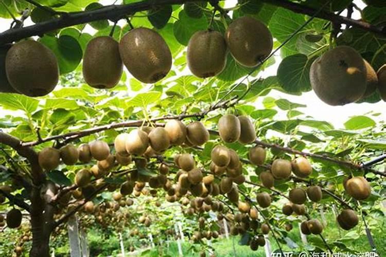 甘蔗施什么肥？