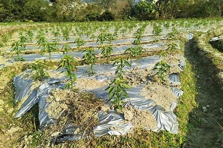 海藻肥的分类有哪些,有哪些优势