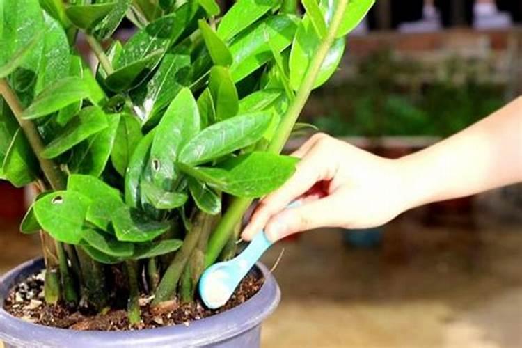 腐植酸肥料的作用,使用大忌是什么