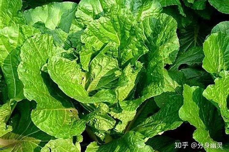 白菜施什么肥最好