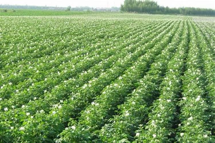 请问一下马铃薯如何施肥？