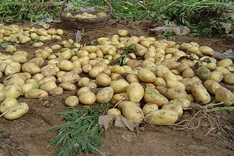 马铃薯种植当中如何合理施肥