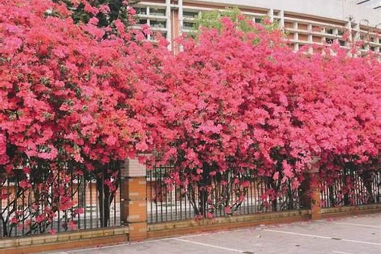 请问 有机磷农药的检测有哪些方法,哪些又是最新的方法？？