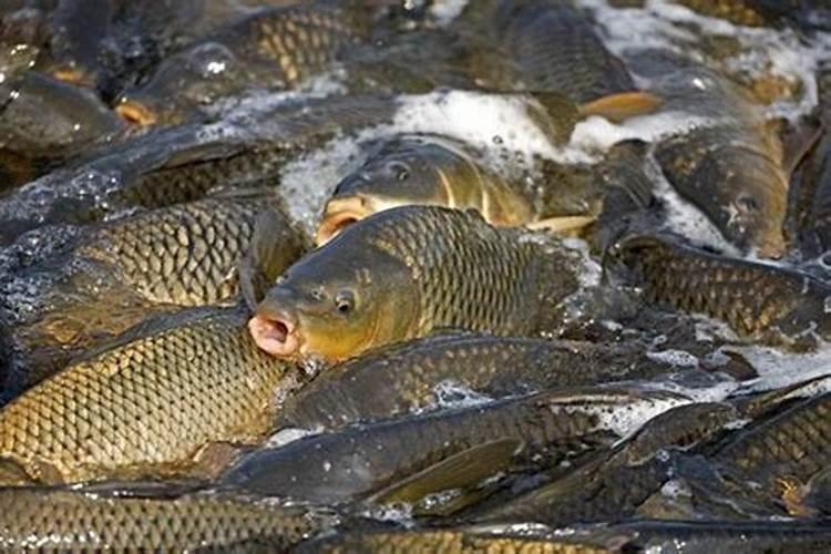 口红吊兰用什么催花