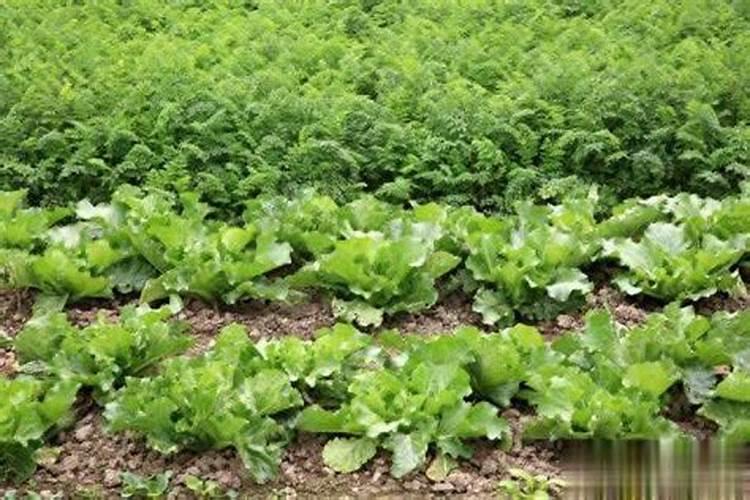 白菜打什么杀菌药好