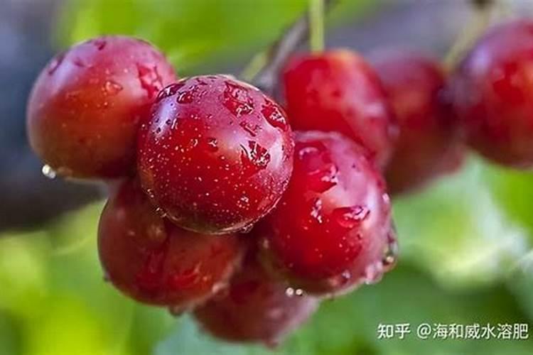 大樱桃什么时期用硼肥和磷酸二氢钾？请问大樱桃树什么时候打磷酸二氢钾...