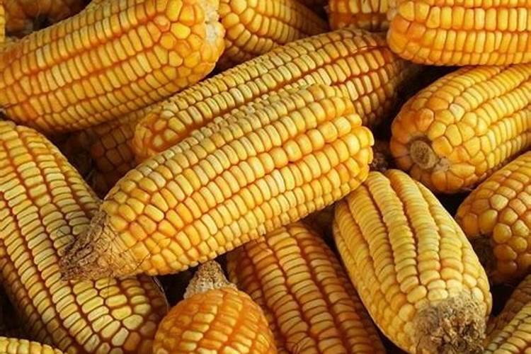 玉米专用肥哪个品牌好