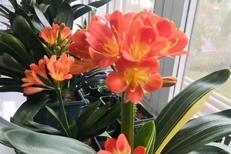 君子兰该如何施肥