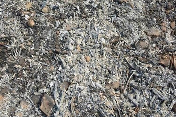 烧的草木灰能做肥吗