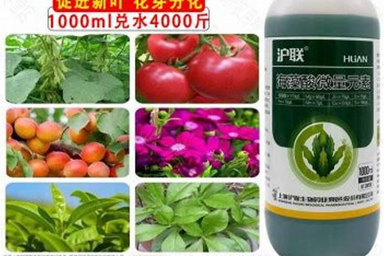 烤烟施钾肥最佳时间 什么时候使用效果好