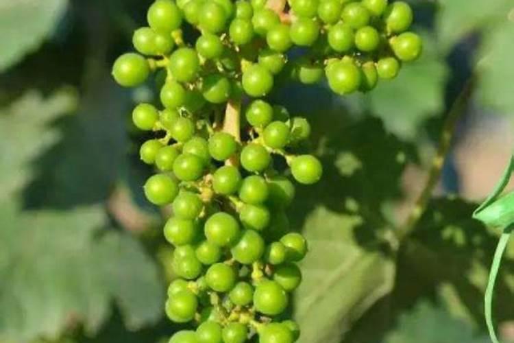 请问大家:葡萄怎样保花保果？