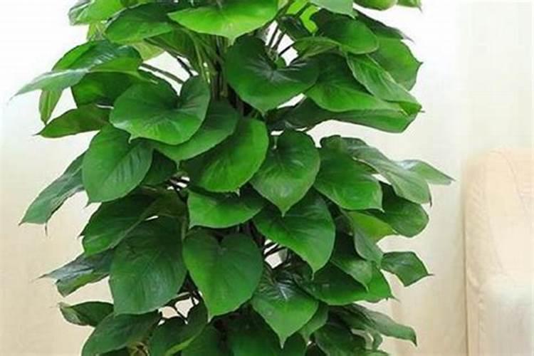大叶绿萝如何施肥