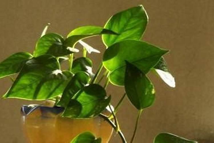 大叶绿萝怎么施肥