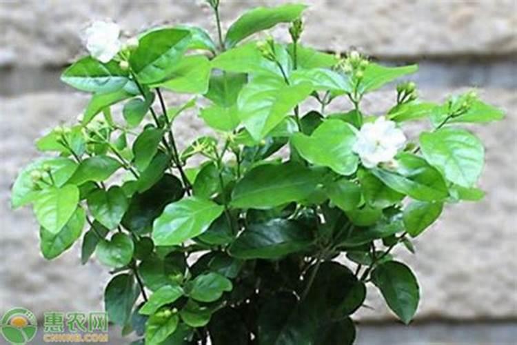 种植韭菜忌施这三种肥料 韭菜养殖注意事项