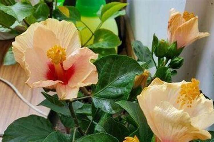 盆栽扶桑花怎么施肥 具体方法是什么