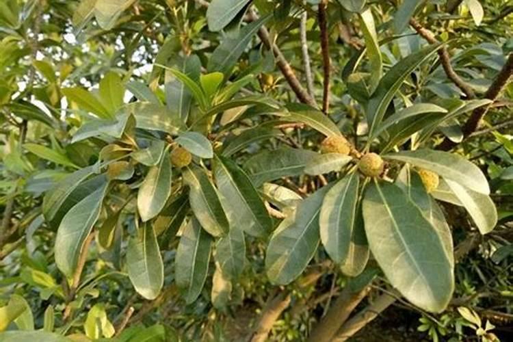 百香果浇什么肥料,怎么给百香果施肥