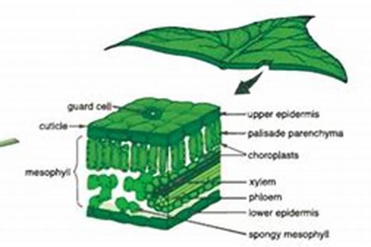 百香果灰霉病用什么药最好呢百香果落花烂果怎样防治