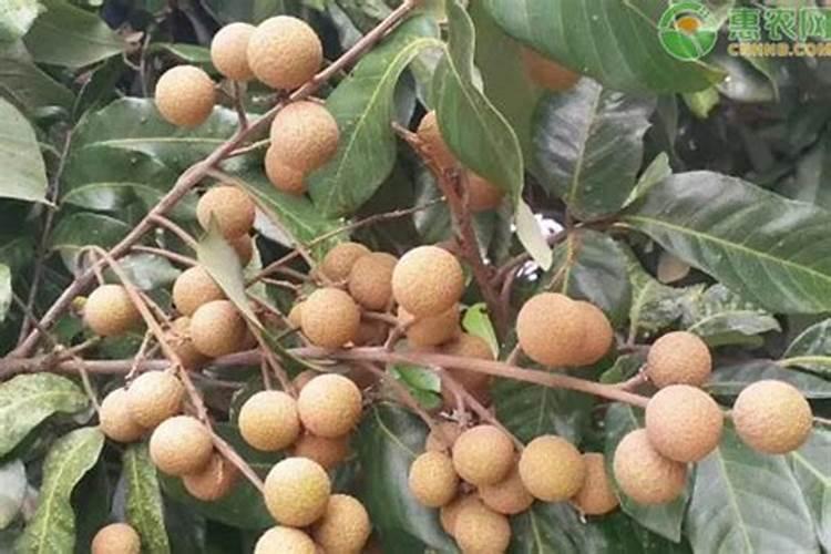 梨树施什么肥好