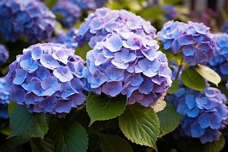 绣球花夏季怎么浇水 夏季需要施肥吗