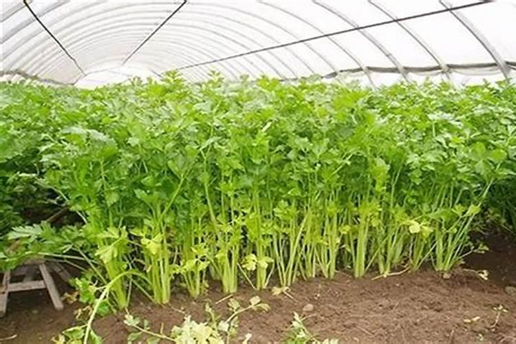 怎样种植西红柿口感好 农户要掌握好施肥技巧