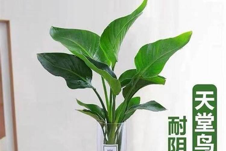 西洋复合肥排第几位十大名牌