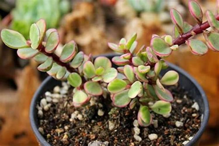 雅乐之舞施什么肥最好