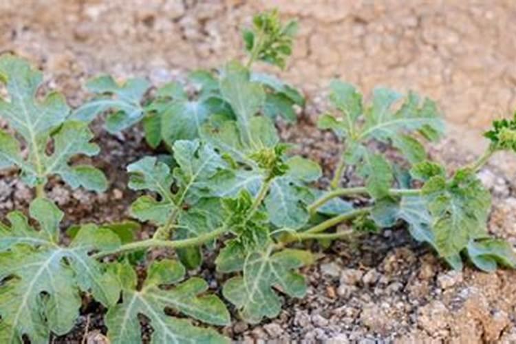 复合肥能直接撒吗