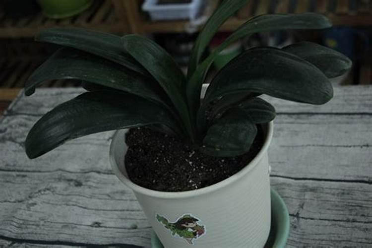 君子兰、绿萝怎么养护旺盛