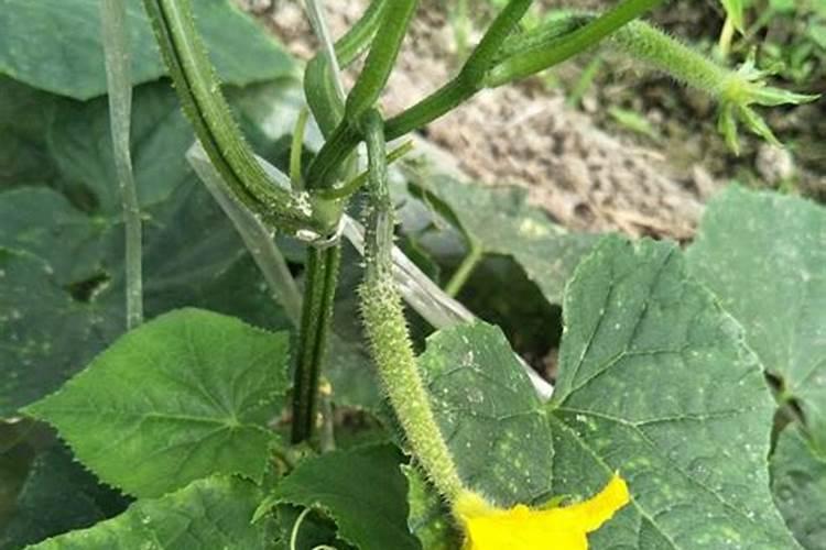 西红柿施什么肥料最好吃又甜