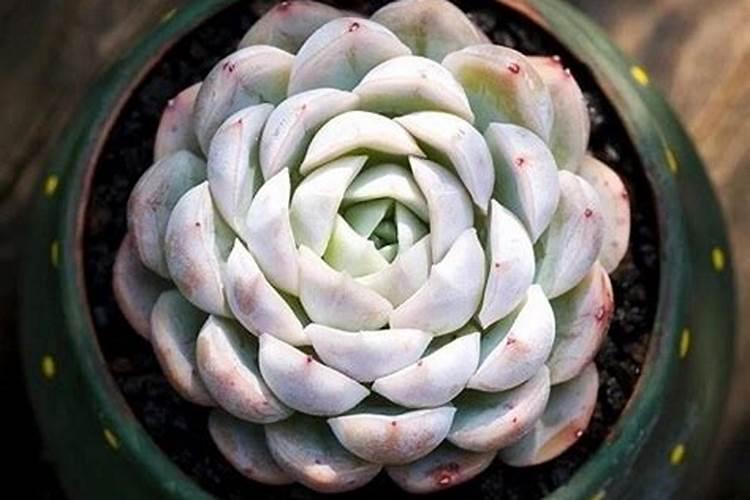 多肉施什么肥快速长大