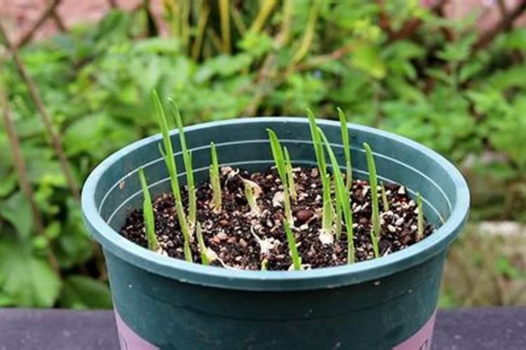 刚种下的草皮多久可以施肥