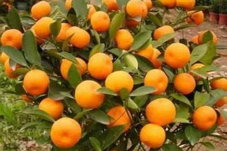 茉莉花浇什么肥料合适