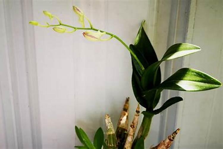 鼓槌石斛花苞期能施肥吗？