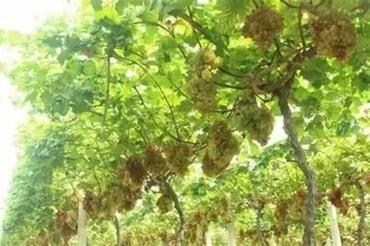 种一亩田黄豆要用多少种子