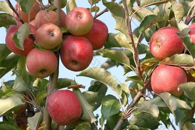 芸苔素内酯做扦插可以用吗？