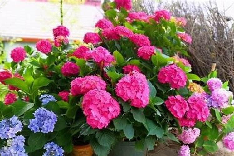 八角开花后施肥会掉果吗