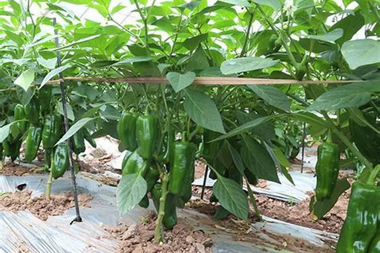 各位专家圆椒尖头是什么原因？