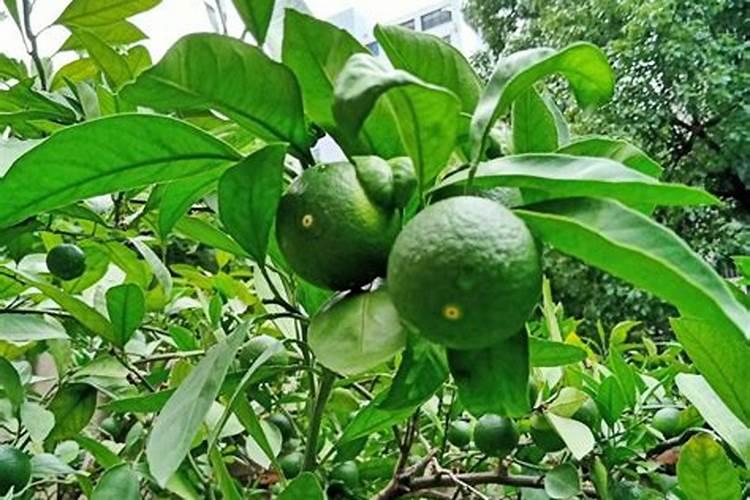 橘子树开花了怎么管理