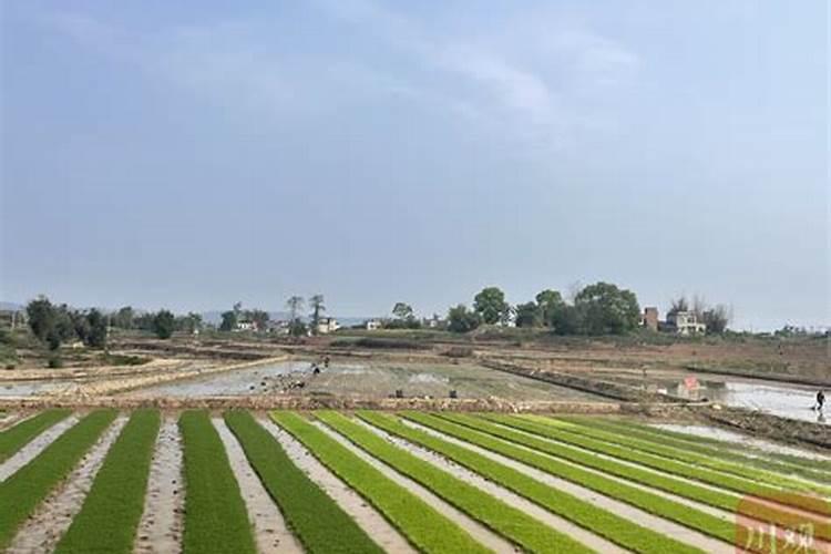 种水稻用什么肥料最好