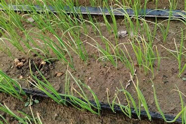 速乐硼和流体硼有什么区别