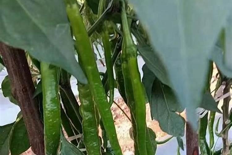 施肥不当造成烧苗怎么办