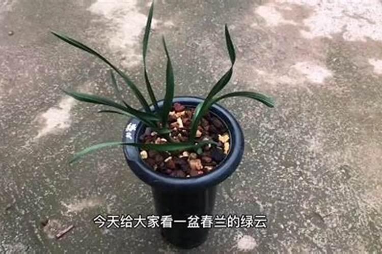 家里兰花怎么养