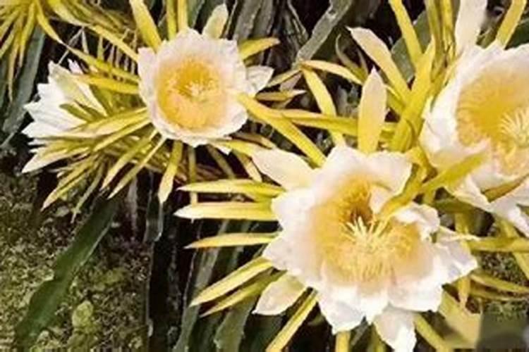 黄瓜怎样施肥？