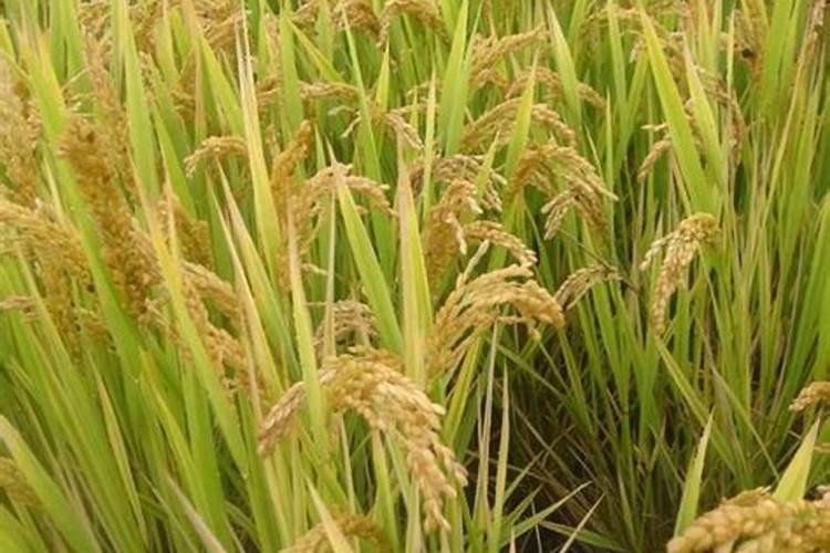 硼肥的用量、作用及使用方法