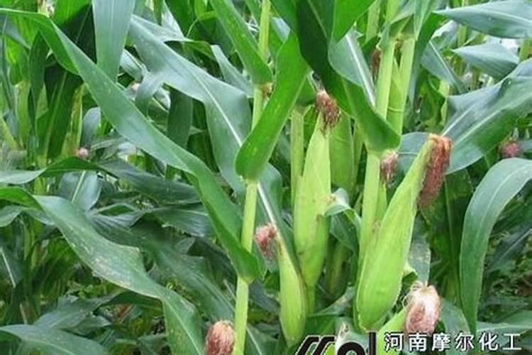 大蒜抽薹后的水肥管理怎么做促增收