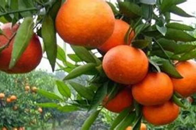 家养桔子树施什么肥料