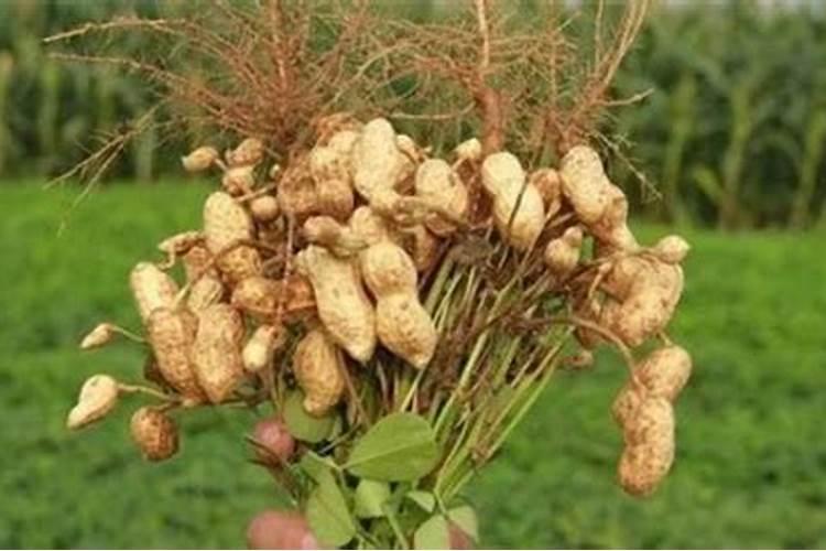 花生需要打叶面肥吗,花生叶面肥选择及使用方法