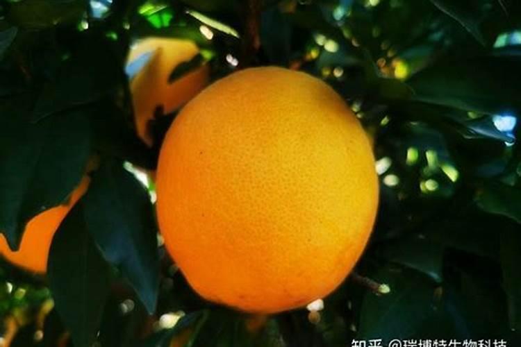 种小葱用什么肥料最好