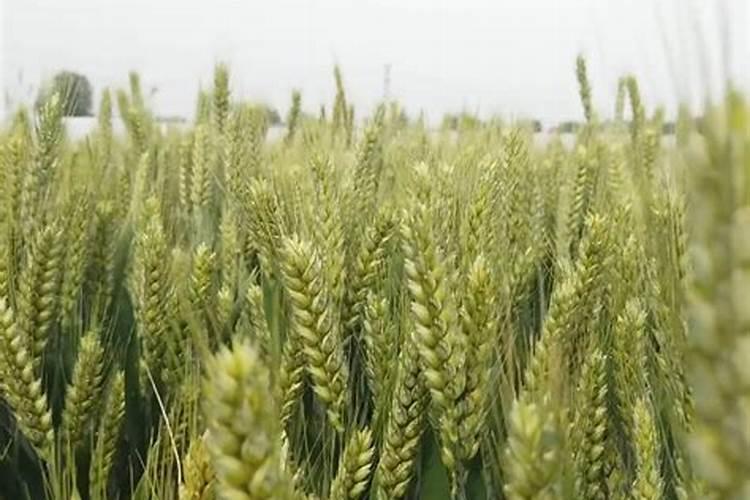 绿化树用什么肥料最好